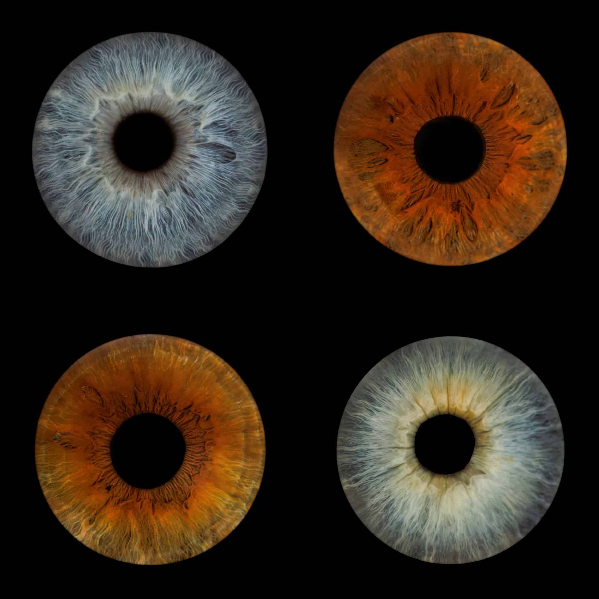 Copie de projet_iris